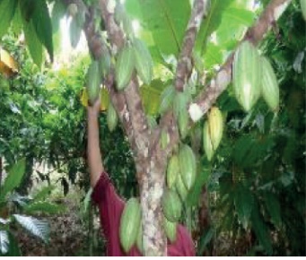 Cacao