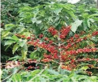 Café
