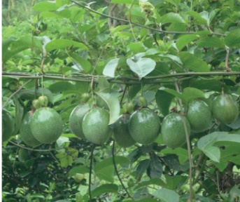 Calala