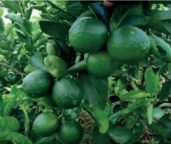 Cítricos