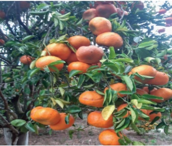 Mandarina