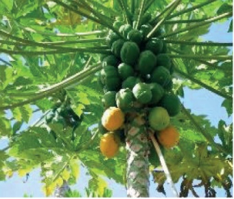 Papaya