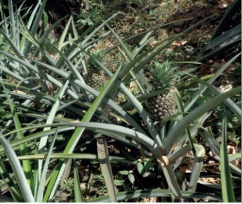Piña