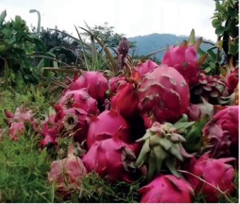 Pitahaya