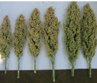 Sorgo