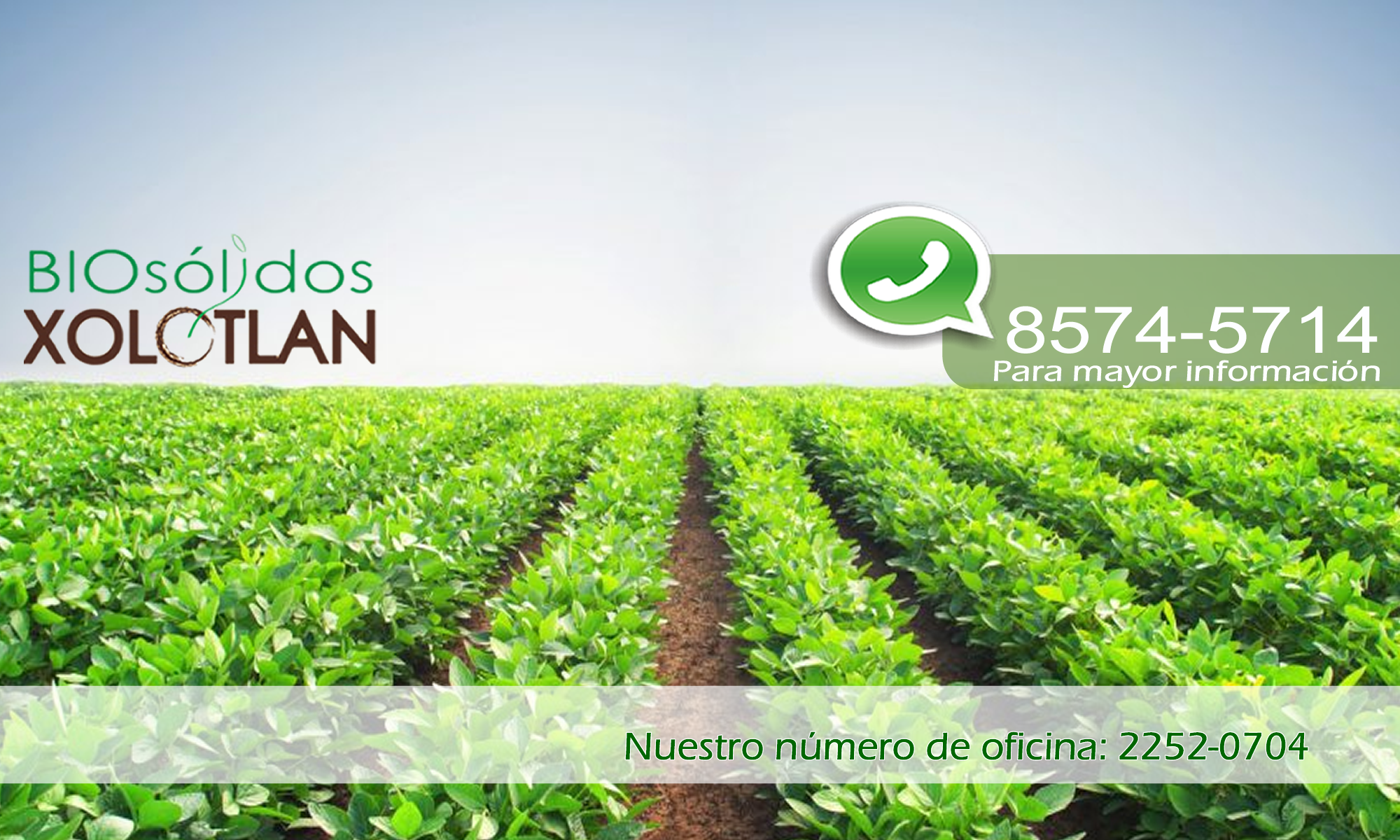 Cultivo y Biosólidos Xolotlán